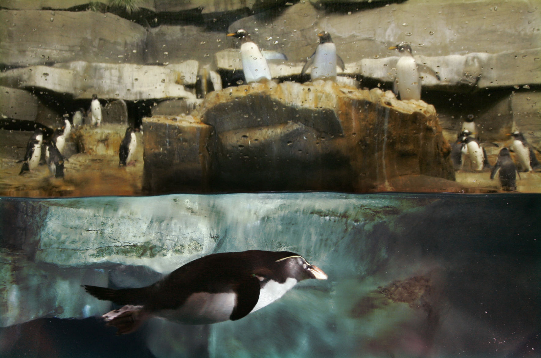 Nesting penguins